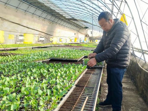 冬日里的勃勃生機——探秘蔬菜種苗工廠與新鮮蔬菜零售