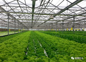 蔬菜無人種植工廠來了 從種植到采收全程自動化，農民會失業嗎？