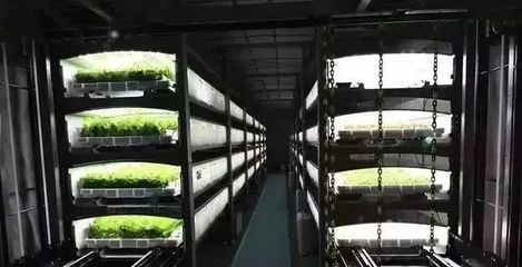 疫情下的逆襲 日本植物工廠如何實現蔬菜銷量大增與新鮮水果零售拓展