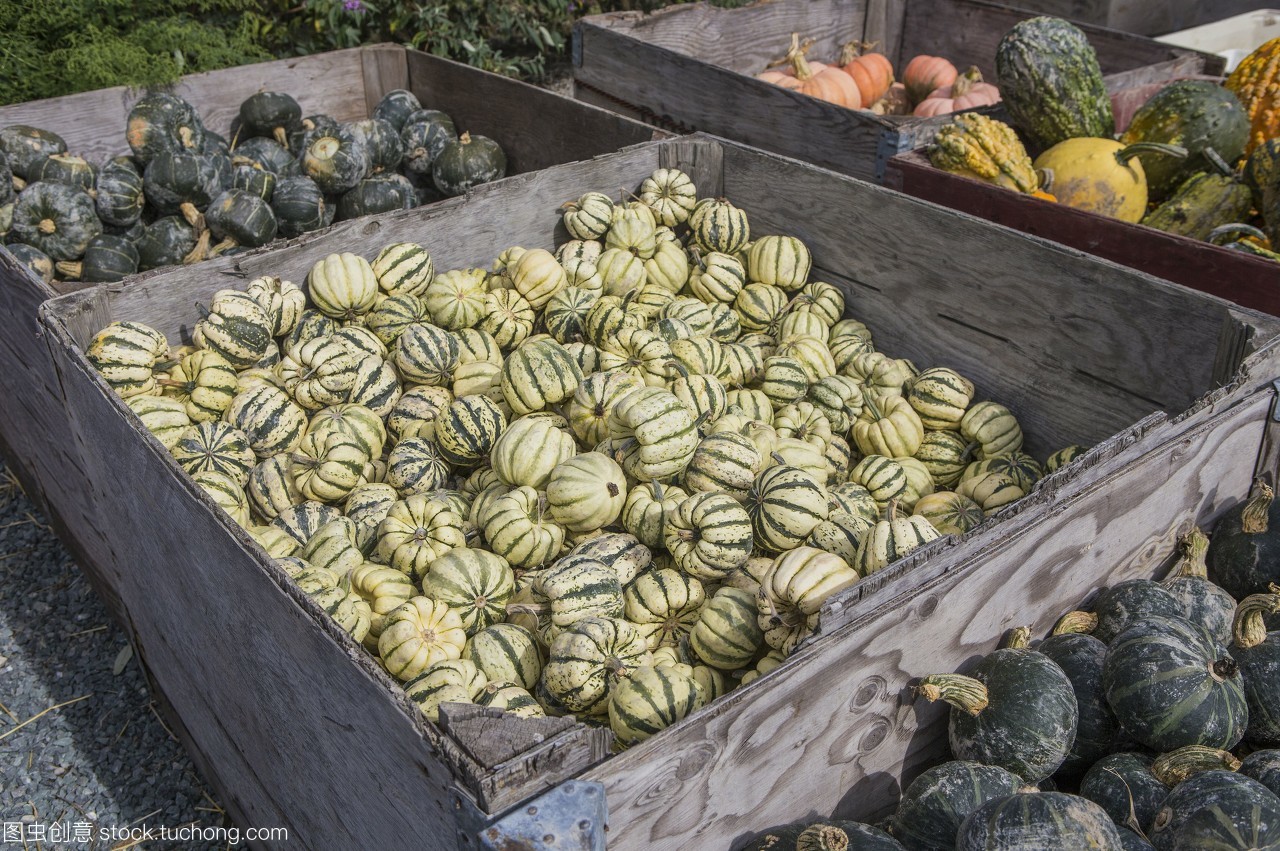 西雅圖南瓜市集 秋日田園的色彩慶典