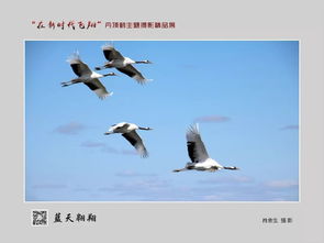 鶴翔新時代——第七屆鶴文化藝術(shù)節(jié)丹頂鶴主題攝影精品展啟幕